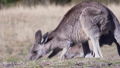 a couple of wallaby standing next to each other feeds on the grass under sunny day