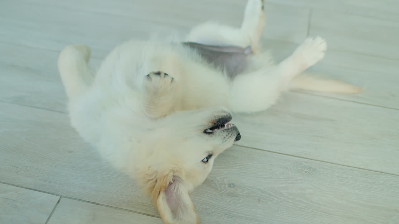웃긴 골든 리트리버 강아지 리로 놀고 웃긴 애완동물 비디오