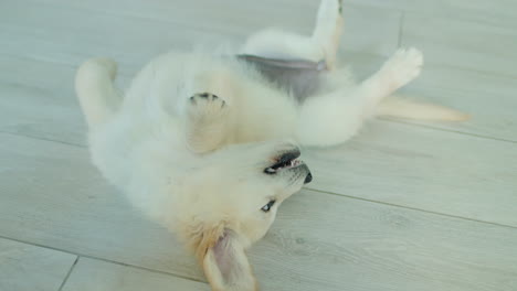 funny golden retriever puppy playing with his tail. funny videos with pets
