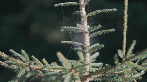 Delicate cobwebs adorn the top of a young pine tree, catching the light in a serene forest setting