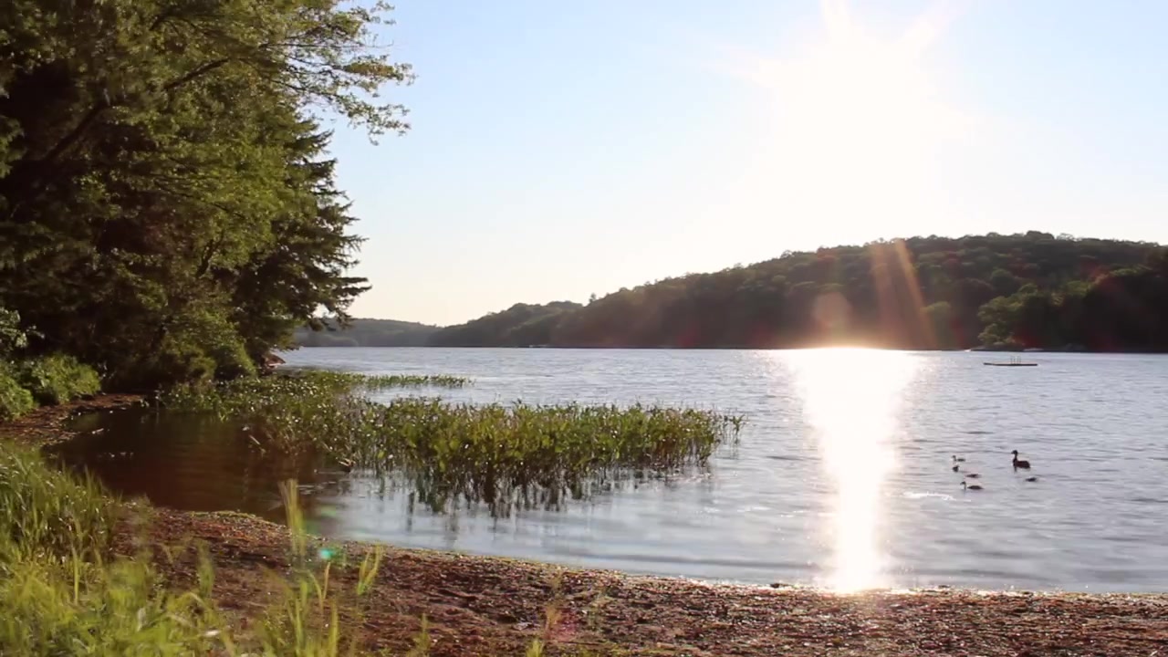 Un timelapse di una famiglia di anatre che nuota su un lago