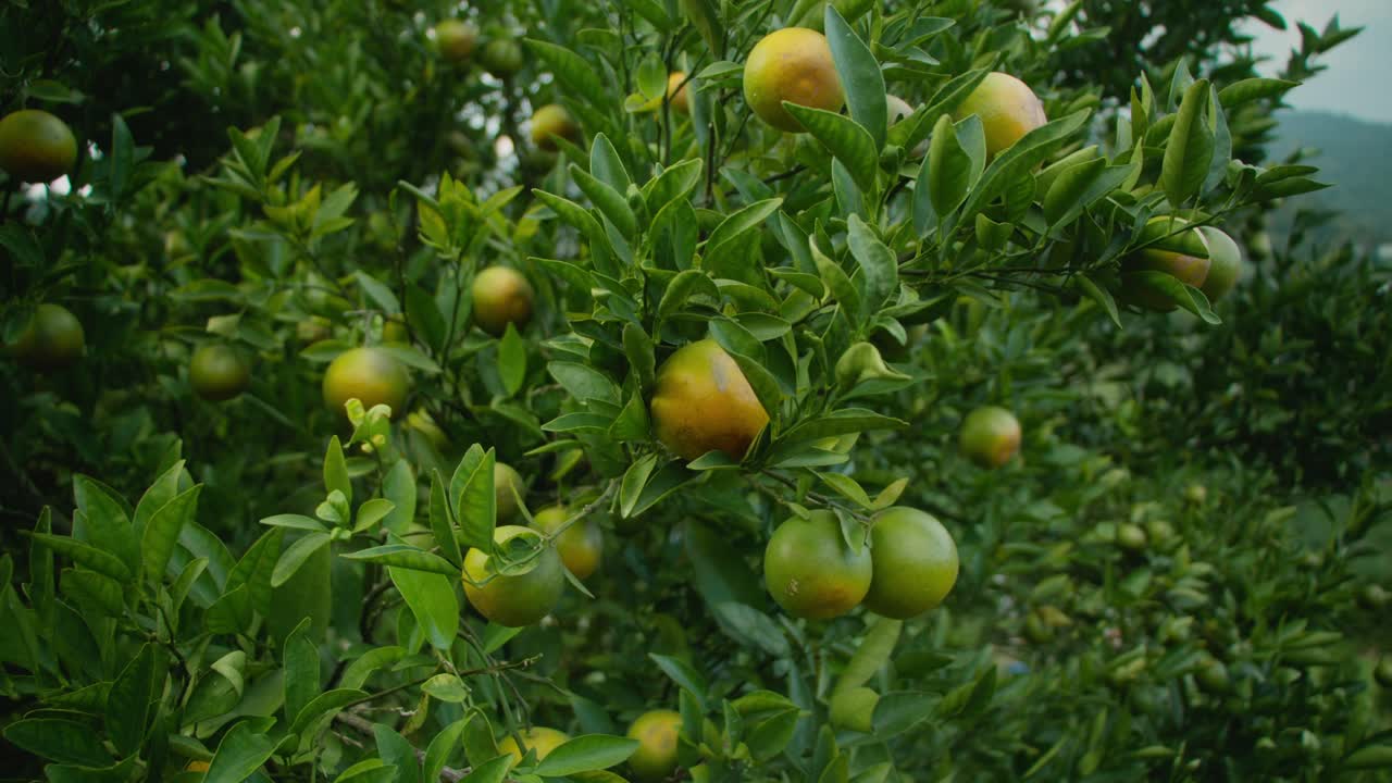 オレンジとオレンジの木