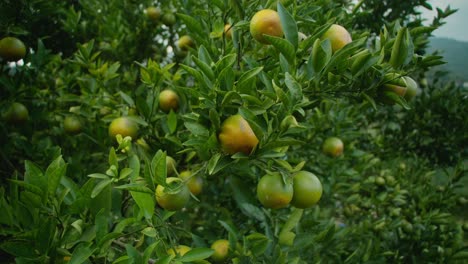 orange tree with oranges