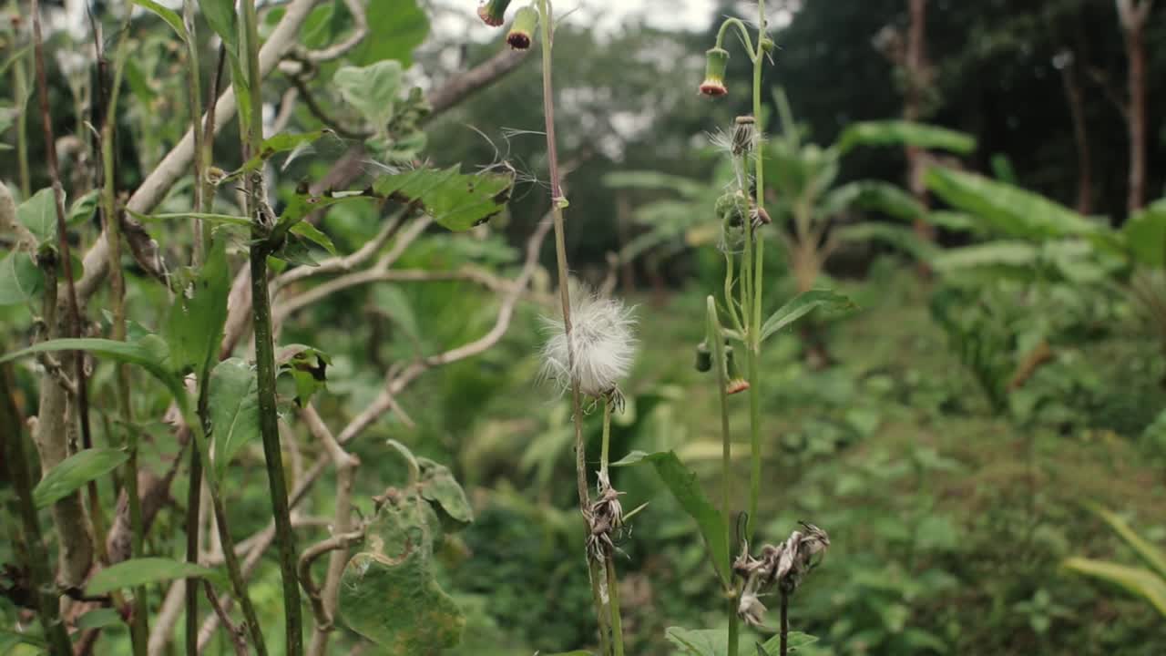 cerca de semillas de flores silvestres del género botánico taraxacum