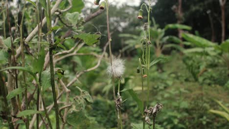 植物属taraxacum的野花种子近距离拍摄