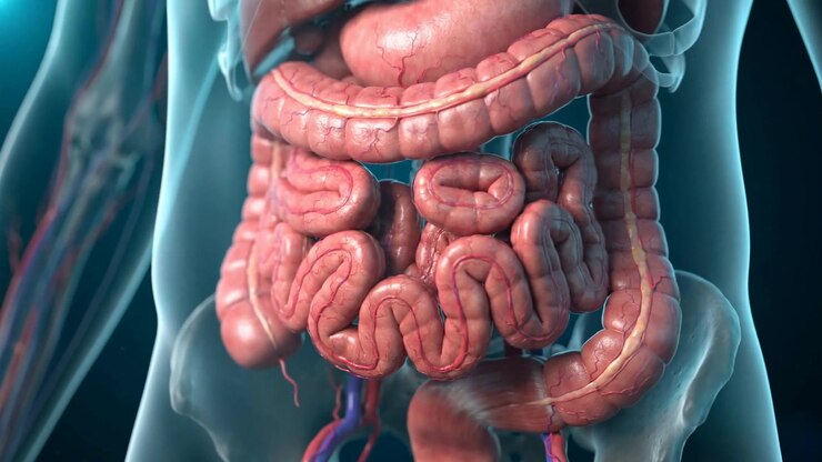 Detailed Intestine Anatomy Visualization Inside Transparent Body In Detailed Medical View