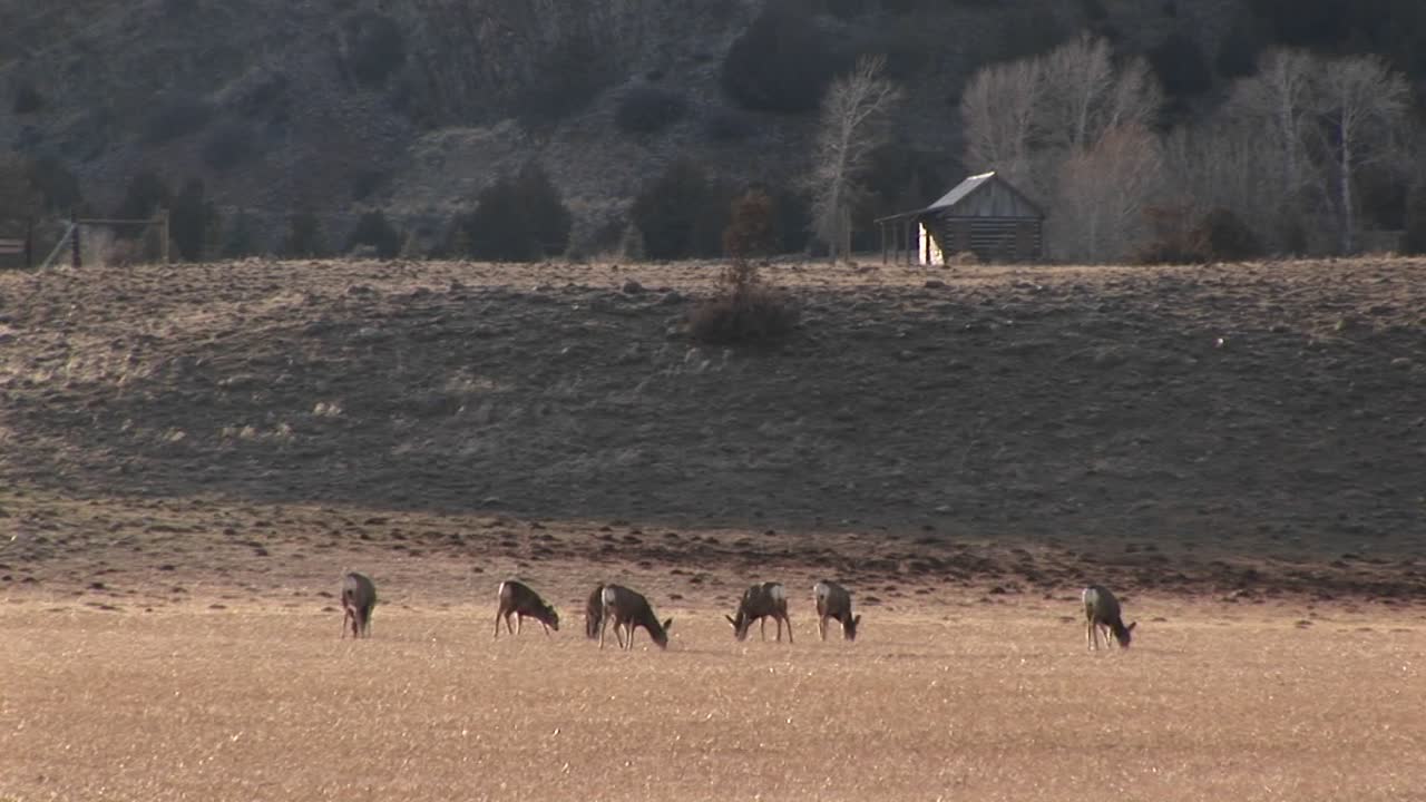 오두막 근처 초원에서 사슴 떼가 풀을 뜯고 있다