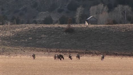 Eine-Herde-Hirsche-Weidet-Auf-Einer-Wiese-In-Der-Nähe-Einer-Hütte