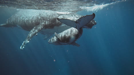 las ballenas jorobadas en la naturaleza