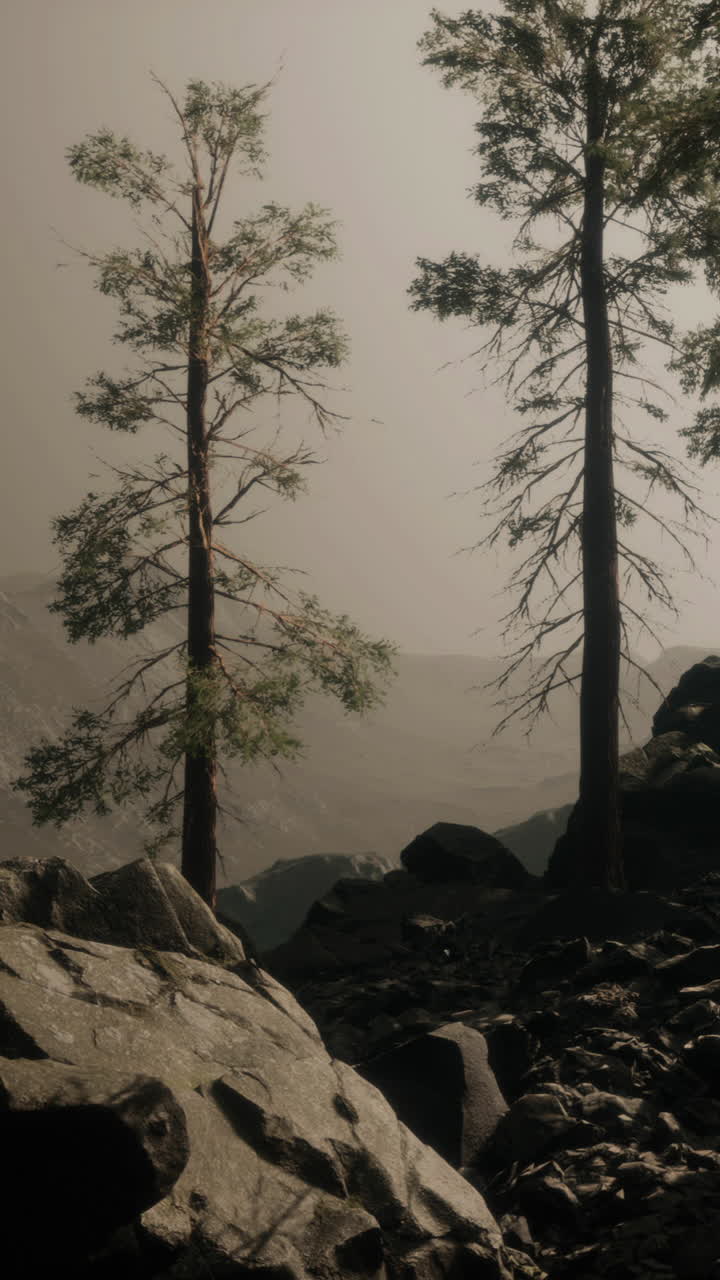 높은 소나무 가 있는 안개 가 가득 한 산악 풍경