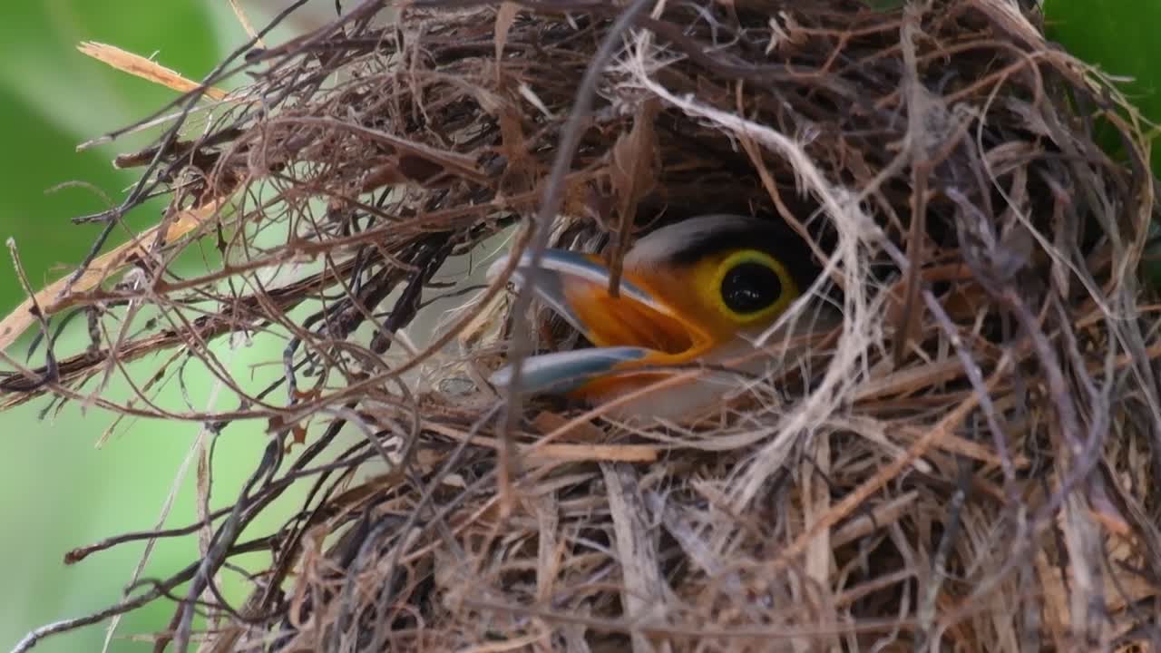 Il beccolargo dal petto argentato è un uccello famoso in Thailandia, sia a livello locale che internazionale.