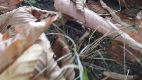primer plano de hojas de otoño movimiento lento