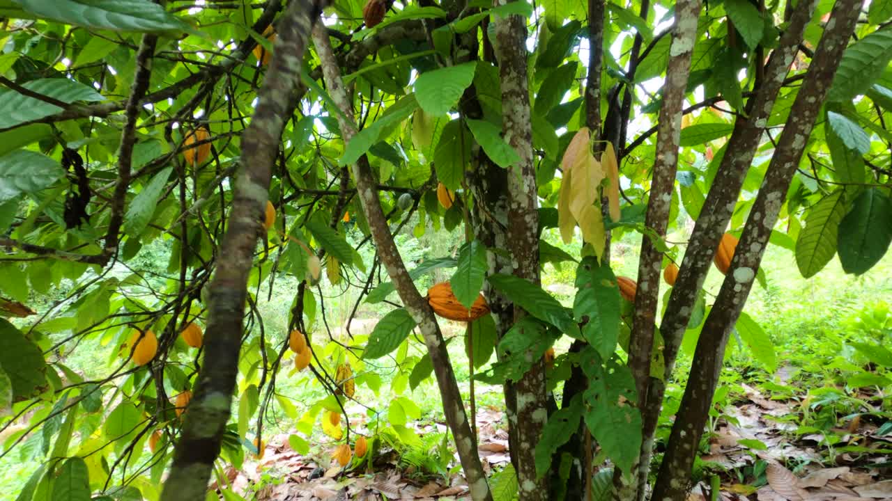 Entering a tree full of cocoa fruit