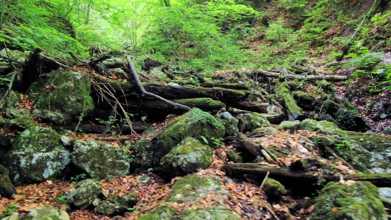 Green moss on rocks and vegetation at devil's gorge on the Dobrnica stream