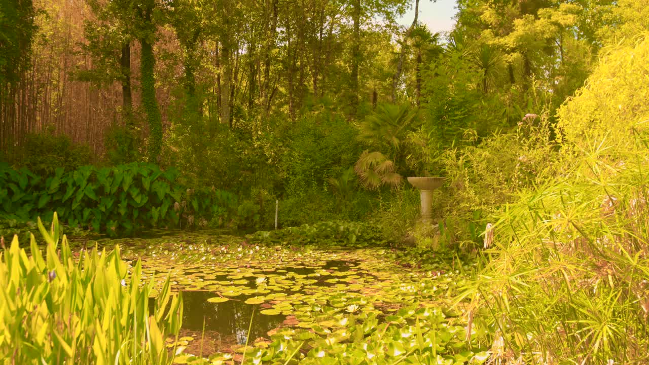 Explore a tranquil exotic garden featuring a beautiful lilypad pond surrounded by diverse greenery. The vibrant colors and peaceful atmosphere create a calming retreat for nature lovers