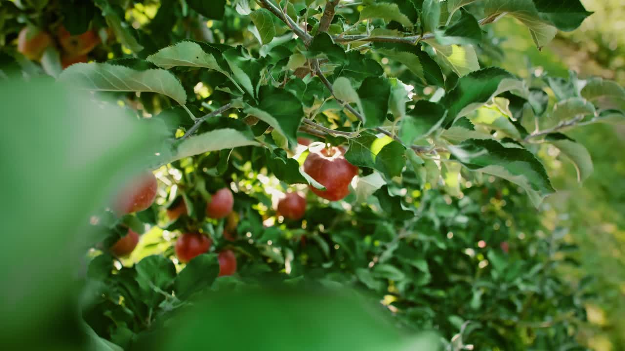 hombre recogiendo manzanas en el huerto