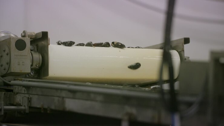 Mussels being transported on a white conveyor belt inside a fish factory in slowmotion