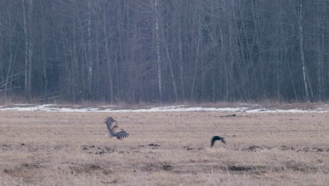 White-tailed-eagle-landing-on-dry-grass-meadow-in-spring