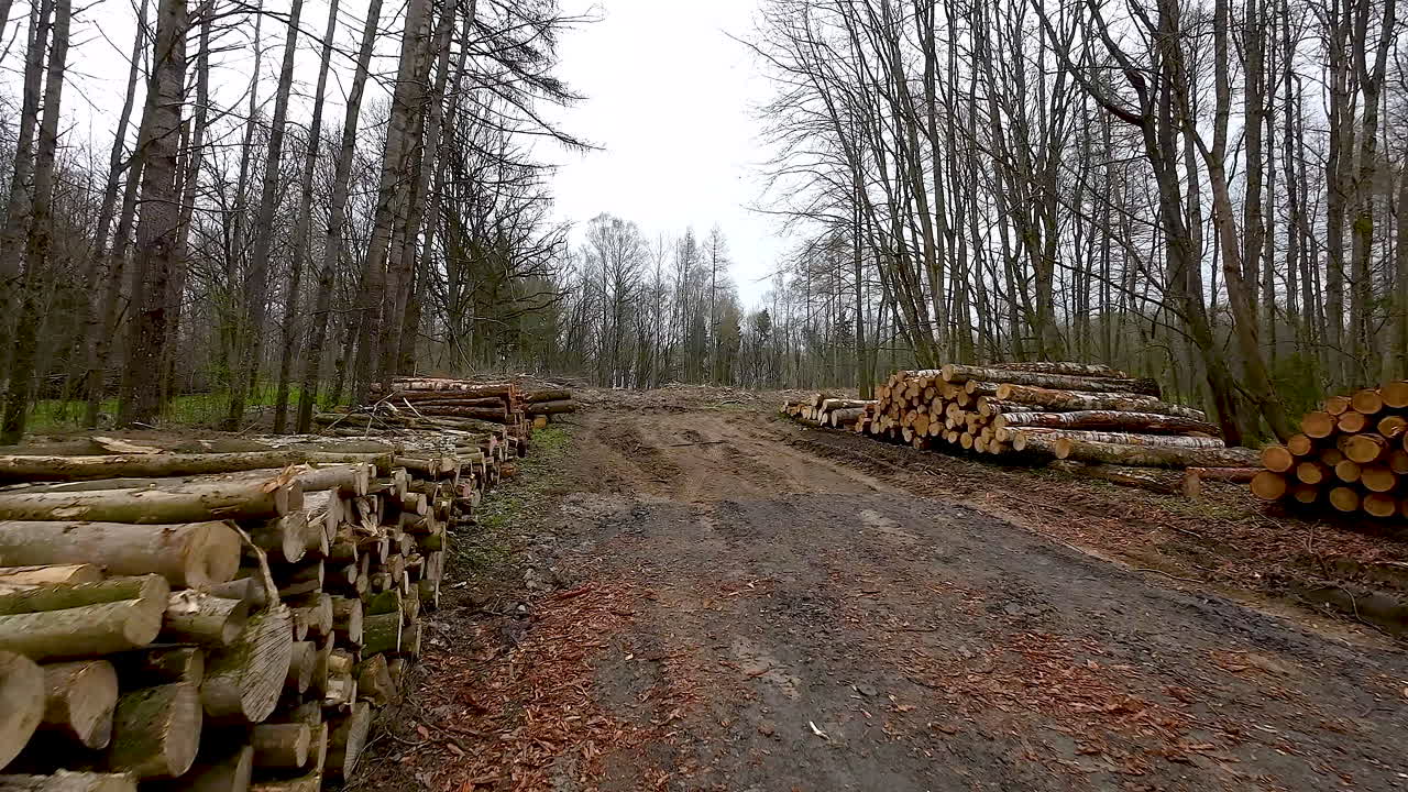troncos de árboles cortados en pilas en el bosque - disparo de avión no tripulado