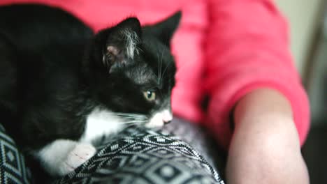 Close-up-of-black-cat-sitting-on-a-lap-and-staring-into-the-room