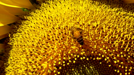 close up of bee pollinating on the sunflower in summer