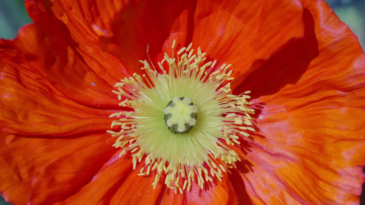 Macro close up in slow motion of an orange and yellow Icelandic poppy flower stigma and petals in a Parisian Garden