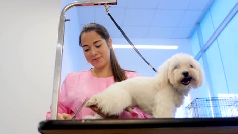 young people working in pet shop with dog