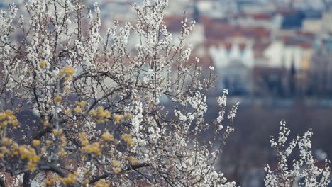 Kirschbaumblüten-Auf-Den-Schlanken-Dunklen-Zweigen