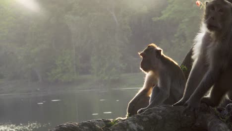 mono, macacos sentados al lado del marco, retroiluminados con luz solar suave por la noche e iluminados