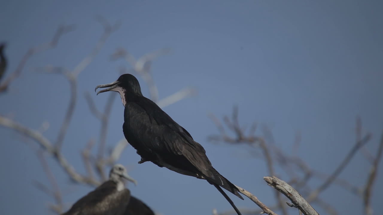 pájaros escondidos 04
