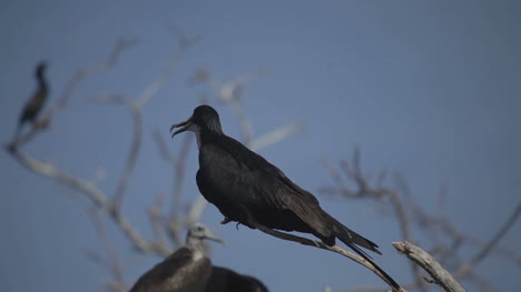 pájaros escondidos 04