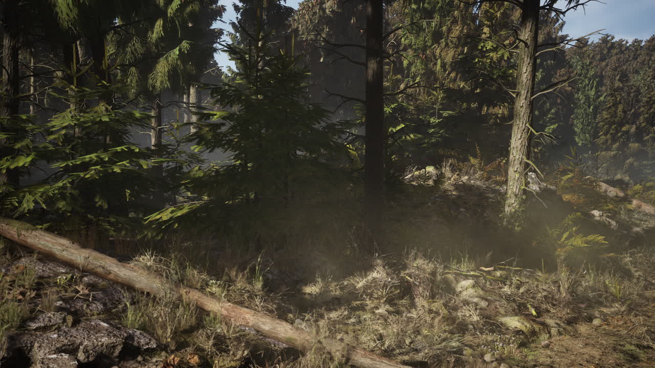 여름 날 에 소나무 숲