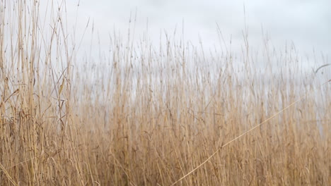 happy young blonde girl falling backwards into crops in autumn season