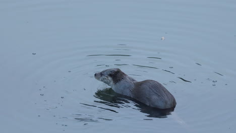 Nutria-En-El-Agua-Mirando-A-La-Cámara-Y-Saltando-Fuera-De-La-Pantalla