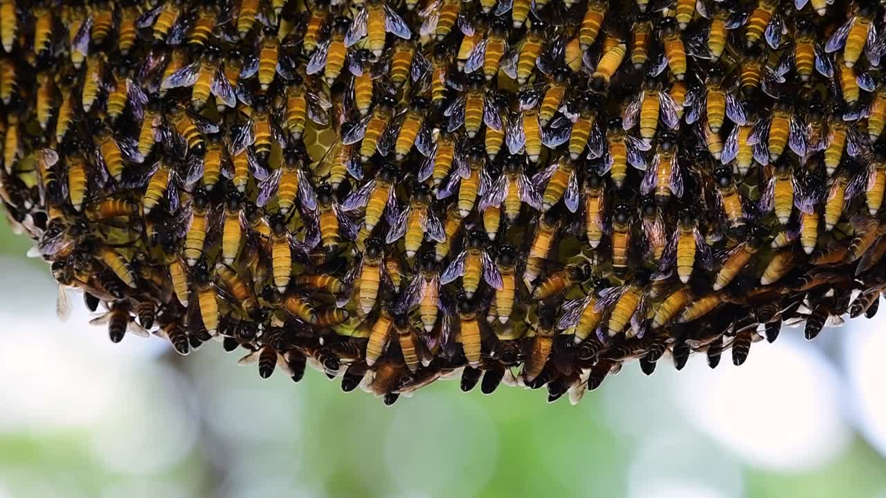 se sabe que las abejas melíferas gigantes construyen grandes colonias de nidos con bolsillos simétricos hechos de cera para almacenar miel como fuente de alimento.