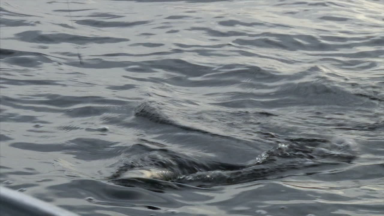 입에 숟가락 미끼가 있는 작은 노던 파이크가 보트를 타고 있습니다.