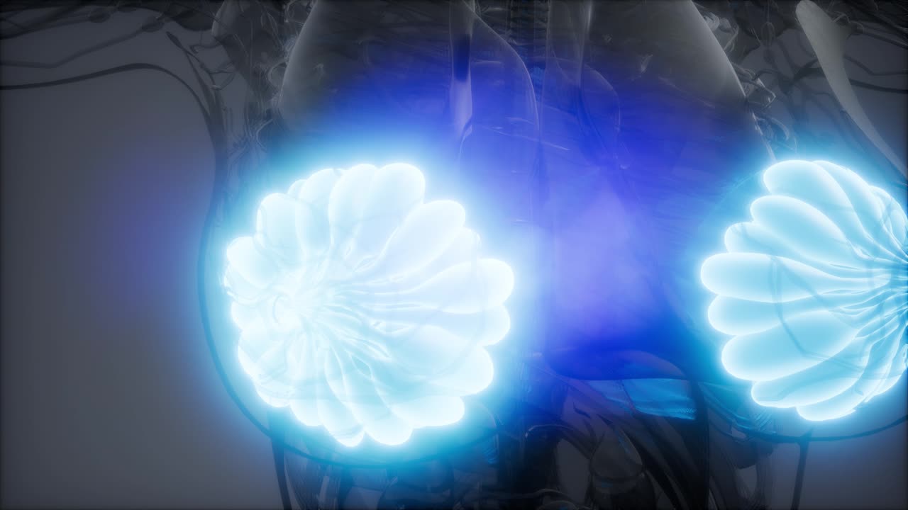 비만 여성의 유방선에 대한 의학적으로 정확한 그림