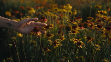 hand touches flowers in a sunset field