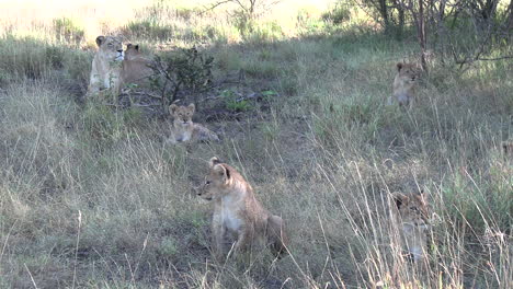 A-lioness-lies-with-her-cubs-in-the-savanna-grass-on-the-lookout