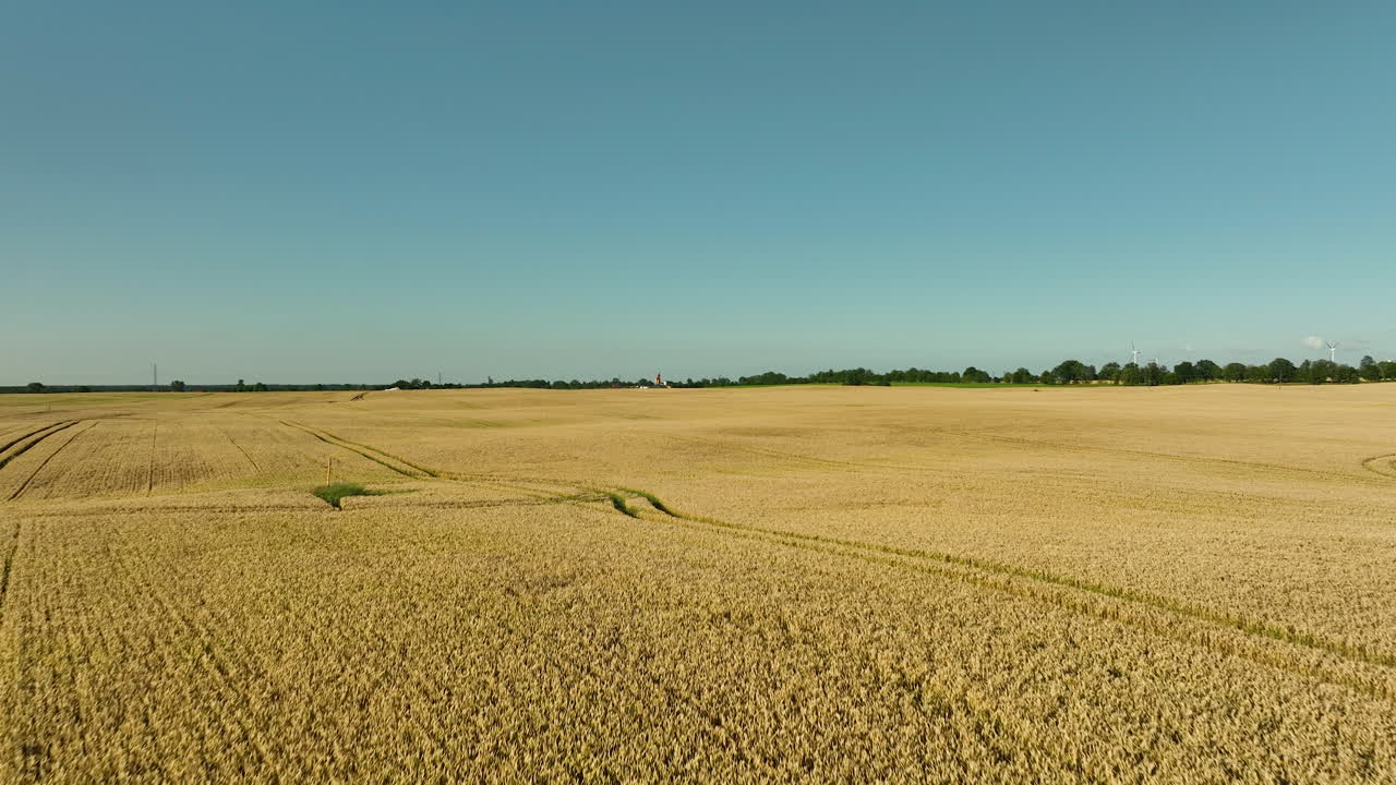 Aerial view of golden wheat fields with tire tracks creating patterns in the vast expanse, under a clear blue sky