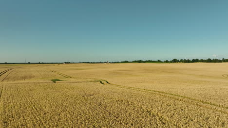 Aerial-view-of-golden-wheat-fields-with-tire-tracks-creating-patterns-in-the-vast-expanse,-under-a-clear-blue-sky