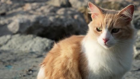 A-super-cute-ginger-and-white-cat-is-sitting-on-a-rock,-close-up-portrait