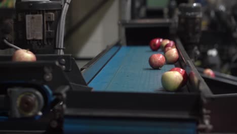 red apples are being sorted