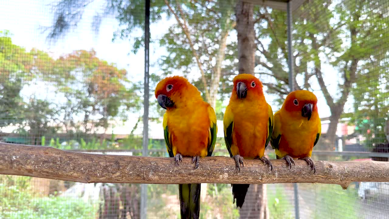 나가지 에 서 있는 세 개 의 태양 어리