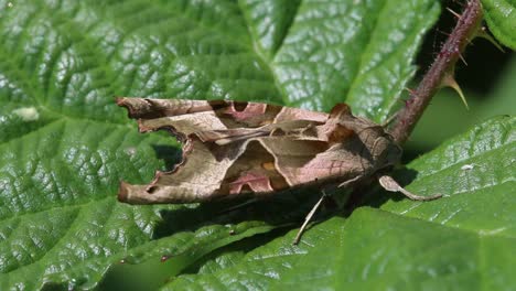 Closeup-of-an-Angle-Shades-moth-Phlogophora-meticulosa,-resting-on-Bramble