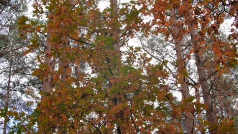 Autumn forest with red and yellow leaves