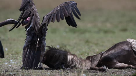 lappet-faced vulture  carcass