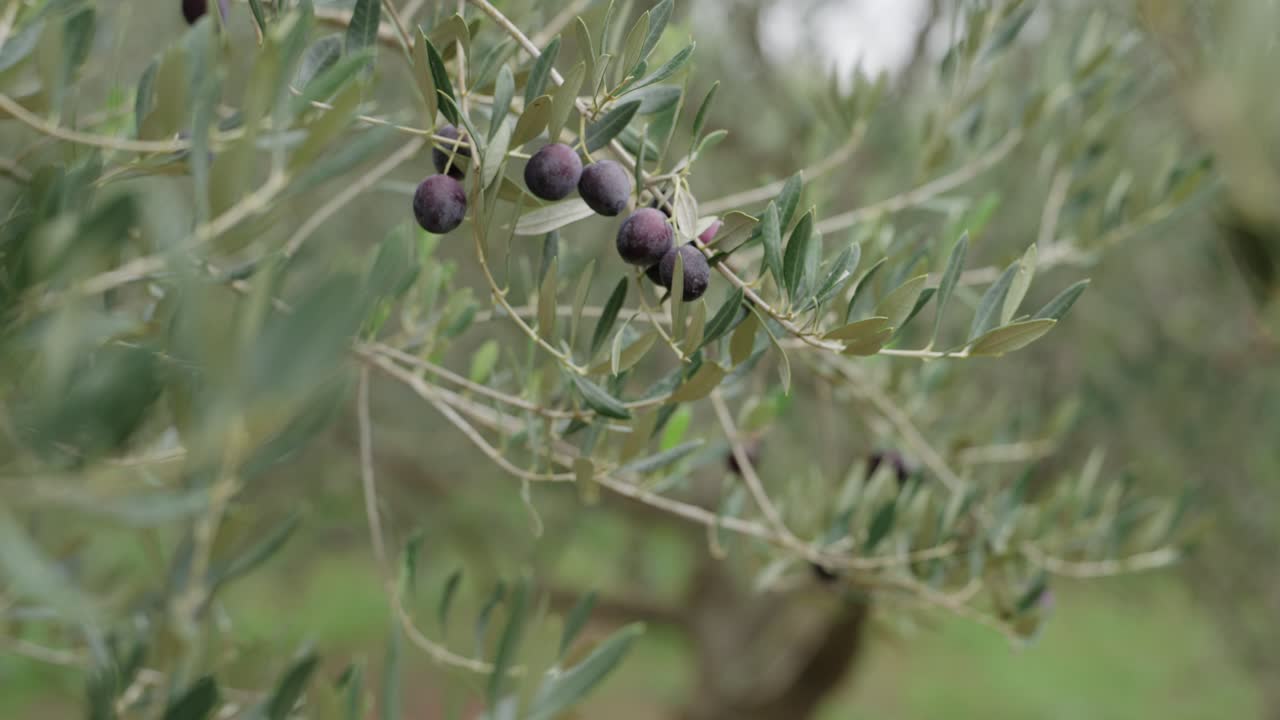 Slow close-up pan of black olives hanging off green tree branches