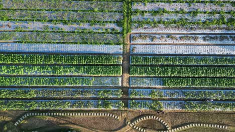 rows of vegetable farmland in the countryside of catanduanes, bicol, philippines