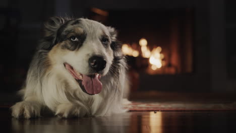 A-portrait-of-a-cute-Australian-Shepherd,-lying-on-the-floor-of-the-house-nedelya-from-the-fireplace.